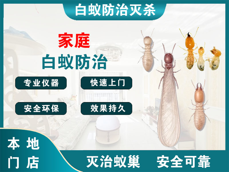 宝山家庭白蚁防治