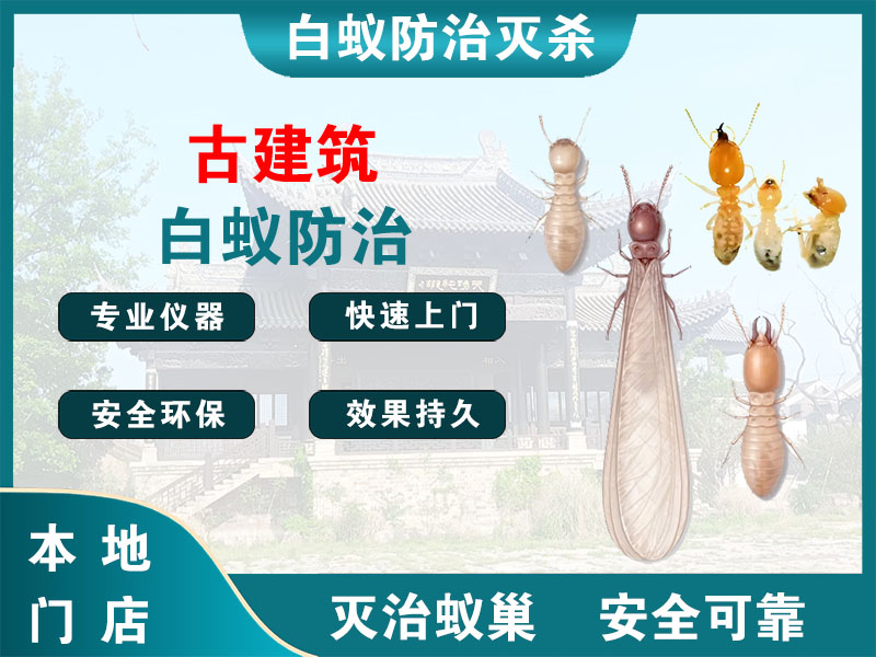 宝山古建筑白蚁防治